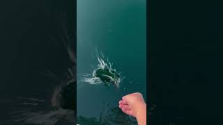 Releasing a giant sculpin [upl. by Wehttan335]