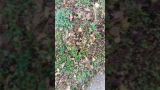 Mulch Leaves with a Lawn Mower [upl. by Ginsburg282]