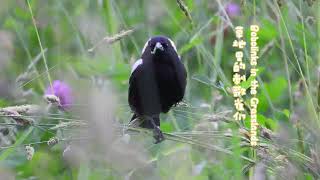 Bobolinks in the Grasslands [upl. by Holly-Anne524]