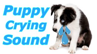 Puppy Crying Sound  Dog Crying Sound to Stimulate Your Dog dogcryingprankyourdog prankmydog [upl. by Atiniuq819]