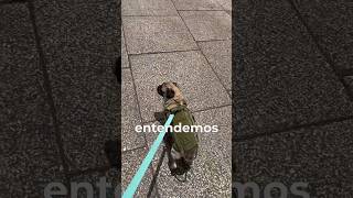 Por qué en la CDMX se toman las glorietas por ambos lados itspugbertha perros cdmx petfriendly [upl. by Jacy556]