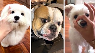 The Funniest Doggos Taking Over YouTube 🐶 Cutest Dogs Compilation 🐶 [upl. by Reyotal]