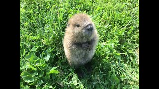 Meet Beatrice the adorable orphan baby beaver rescued in Kentucky [upl. by Aronael122]