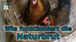 Naturbrut  wie funktioniert das Gluckende Hühner [upl. by Hgielrak]