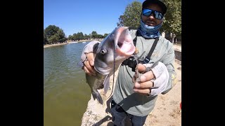 Pescando bagres en Guasti Regional Park  Fishing for catfish [upl. by Tosch]