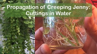 How to propagate creeping jenny moneywort  cuttings in water method 1 [upl. by Ydarg]