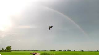 Eclectus parrot 2nd free flight [upl. by Alac634]