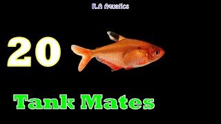 Top 20 Serpae Tetra Tankmates  Serpae Tetra Tank Mates  Best Suitable Tankmates for Serpae Tetra [upl. by Airbma]