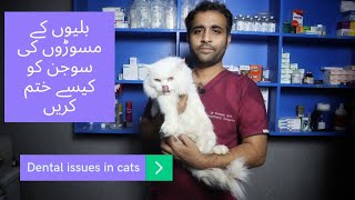 Treatment of Gingivitis in cats  Dental Problem in cats  Dr Furqan Arif [upl. by Enyrhtak]