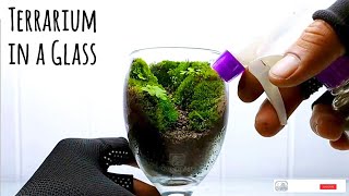 Terrarium in a Drinking glass  Tutorial Aquascaping [upl. by Robertson]