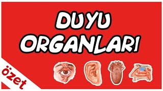 Duyu Organları Özet  AYT Biyoloji [upl. by Panayiotis]