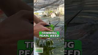 TRIMMING amp POTTING PEARL WEED INHOUSE [upl. by Nytsyrk]