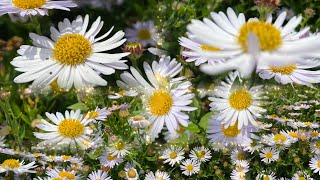 White Aster Flower Power Natures Beauty 2024 🌸 [upl. by Tuesday]