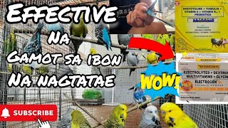 MABISANG GAMOT SA NAG TATAE NA IBONPAANO NATIN MAIWASAN ANG PAGTATAE NG ATING IBON parakeets [upl. by Dowd]