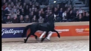 Yme 507 stallion inspection 2019 Friesian horse [upl. by Yentiw838]