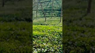 Sylhet tea garden [upl. by Eilahs34]