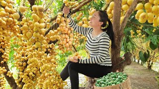 2 year living in forest Harvest Burmese grape and goes to the market sell  Vietnamese Harvesting [upl. by Halley8]