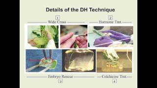 Double Haploids to Improve Winter Wheat Webinar Part 2 of 2 [upl. by Ttcos]