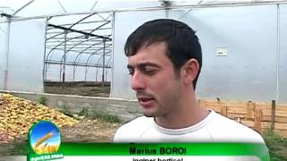 Marius Boroi  Bani din agriculturaavi [upl. by Charissa]