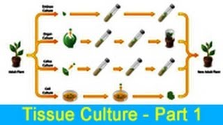 Biology Learn about Tissue Culture  Part 1 [upl. by Ardnasil]