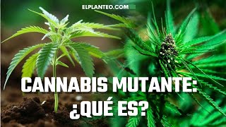 CANNABIS MUTANTE TODO sobre las PLANTAS POLIPLOIDES [upl. by Asirak]