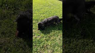 Moth Play dogactivity dacshund funnydogs [upl. by Dyrraj]