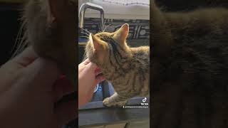 Horus et plumette 😻😻😻ytshorts cat [upl. by Nolyaj]