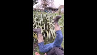 Easily repositioning a Phormium to a new spot in the garden [upl. by Ob815]