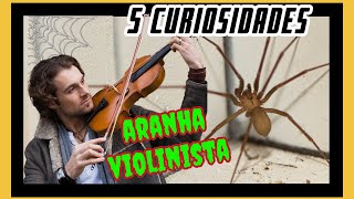 5 curiosidades interessantes sobre a Aranha Violinista [upl. by Sibel]