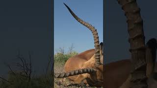 Hunting Impala with Sup Africa Safaris [upl. by Schreib]