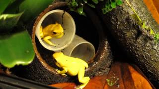 Phyllobates Terribilis calling [upl. by Wertz]