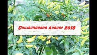 Chilirundgang August 2018  Verkostung [upl. by Fulmis]