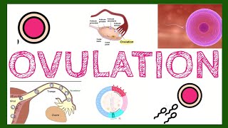 Ovulation  tout ce que vous devez savoir [upl. by Floris]