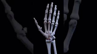 Hand anatomy like you’ve NEVER seen before anatomy 3d medical animation [upl. by Baxy123]