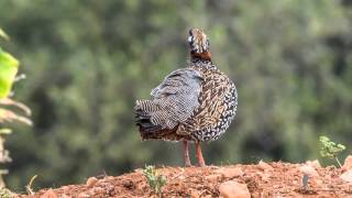 Francolinus francolinus  Halsbandfrankolin  Black Francolin [upl. by Navannod]