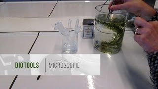 Het maken van een PREPARAAT  Microscopieserie [upl. by Eded909]