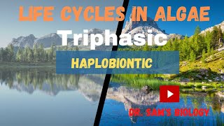 Life cycles in AlgaePart4 Triphasic Haplobiontic Triphasic [upl. by Lyndell]