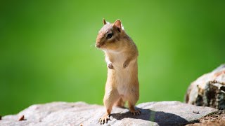 Chipmunk 🐿 sound effects  Chipmunk sound make them come to you [upl. by Abshier440]