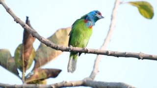 Blue throated barbet [upl. by Ahsikal195]