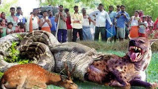 The Hyena Trades Its Life When Trying To Save The Life Of An Impala With A Giant Crocodiles Mouth [upl. by Octavius]