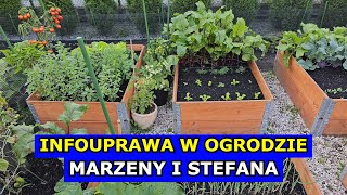 infouprawa W OGRODZIE Marzeny i Stefana Początkujący Ogrodnicy i Uprawa Pomidorów Arbuza Cukinii [upl. by Einttirb]