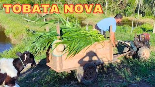 Reformando a carreta da Tobata vidanaroça pecuariadeleite agricultura [upl. by Dirk]