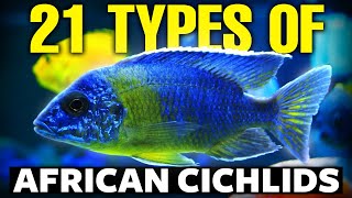 21 BEST Types Of African Cichlids 🐟 [upl. by Erimahs]