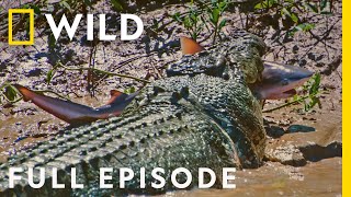 Crocs vs Sharks Worlds Deadliest Predators Full Episode  The Croc that Ate Jaws [upl. by Dolora]