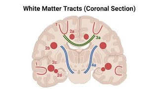 Projection FibersWhite Matter of Cerebrum Made Easy [upl. by Aicenet]