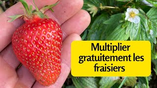 Multiplier gratuitement les fraisiers [upl. by Hiasi]