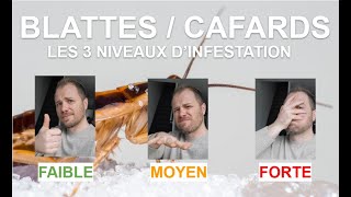 Comment savoir si on a beaucoup de cafards  Les 3 niveaux dinfestations [upl. by Biddick]