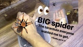 That TARANTULA everyone wanted me to get  I FINALLY GOT IT [upl. by Ydaf]