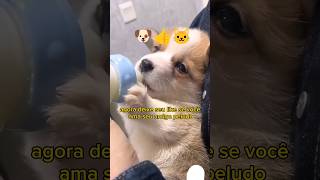 PORQUE SEU CACHORRO TEM LATIDO EXCESSIVO E SEU GATO COSTUMA ARRANHAR MÓVEIS 😺🐶 [upl. by Lelah]