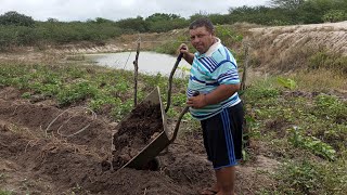 FAZENDO LERÃƒO PARA PLANTAR BATATA MOSTRANDO JERIMUM DE LEITE E VIOLA [upl. by Steinway]